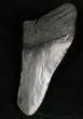 Bargain Megalodon Tooth #7459-1